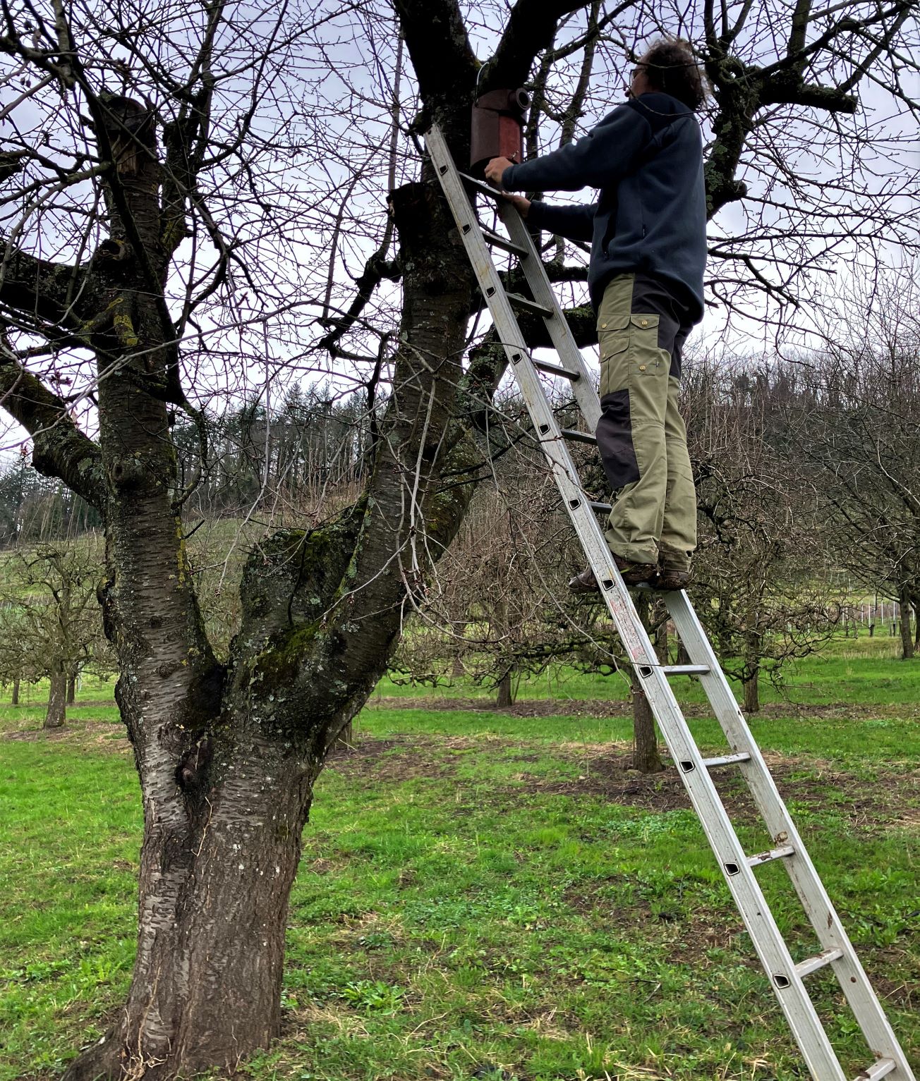 Mann steht auf Leiter und bringt Nistkasten am Obstbaum an